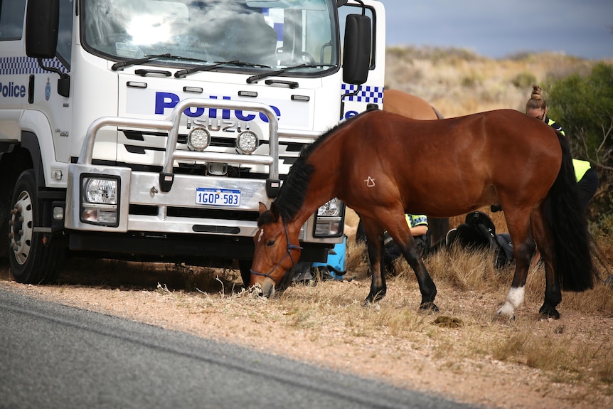 A police horse on the side of the road tied to a police horse float truck feeding on wild grass.