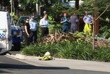 Authorities at the scene where a boy died when a palm tree fell on him in Port Douglas.