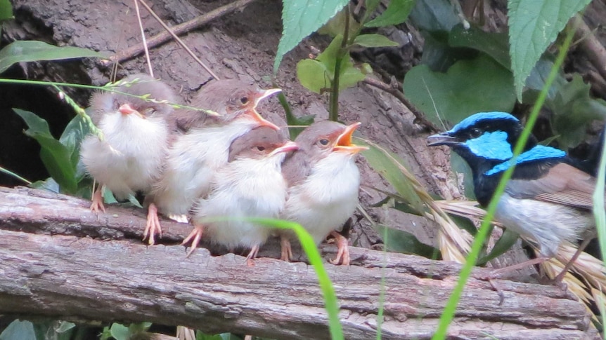 Bright blue bird and four chicks