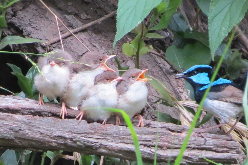 Bright blue bird and four chicks