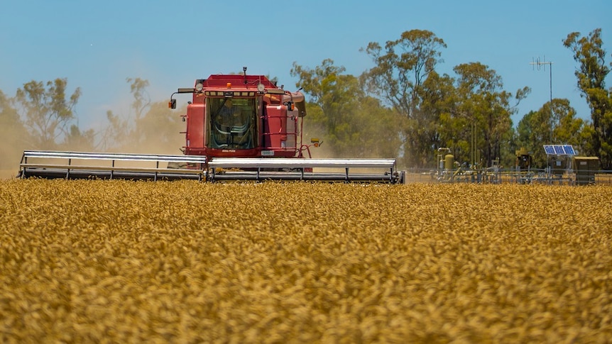 A big harvester ploughs through a healthy looking grain crop 
