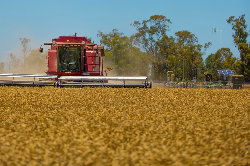 A big harvester ploughs through a healthy looking grain crop with a coal seam gas well to one side.