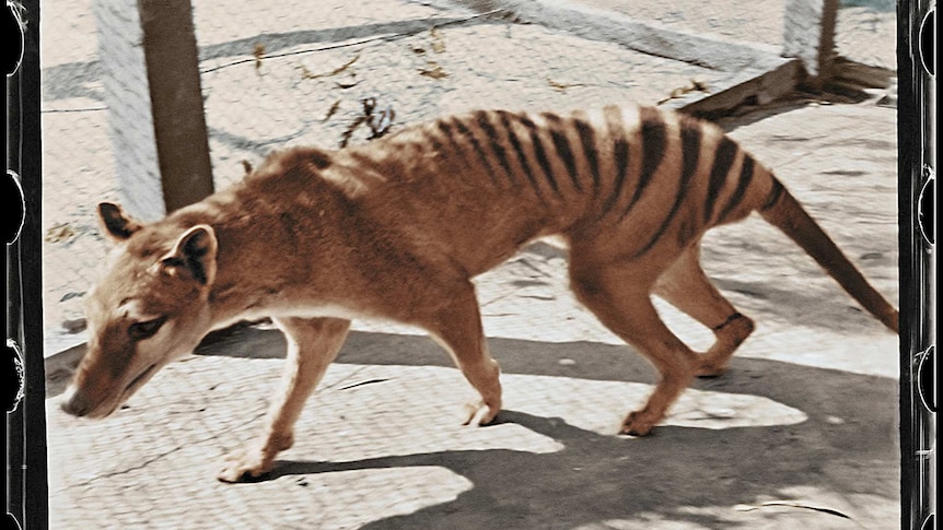 An archive picture of a Tasmanian Tiger.