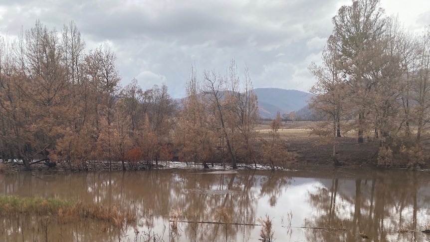 Flood waters spread over burnt farmland on the South Coast of NSW.