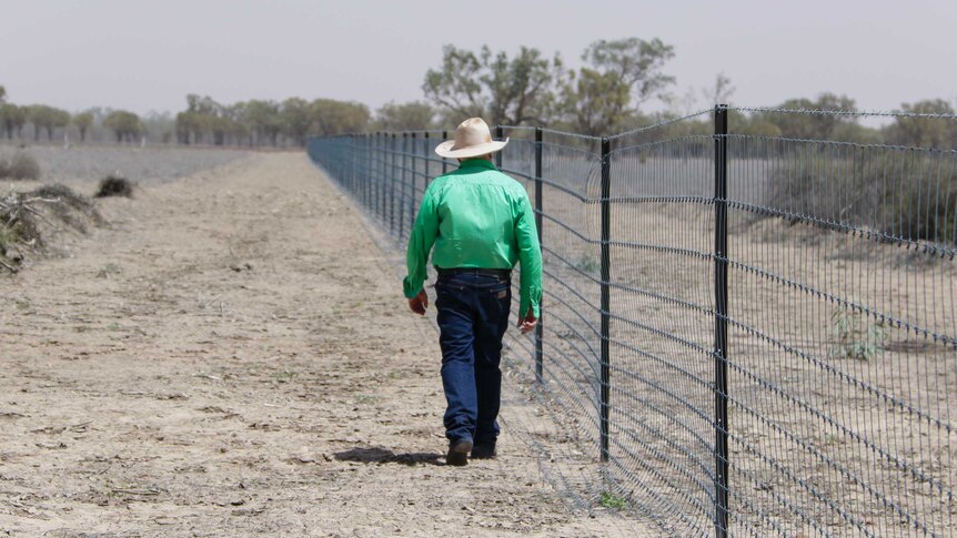 A man in a green shirt walking along a dusty stock route in blazing sun.