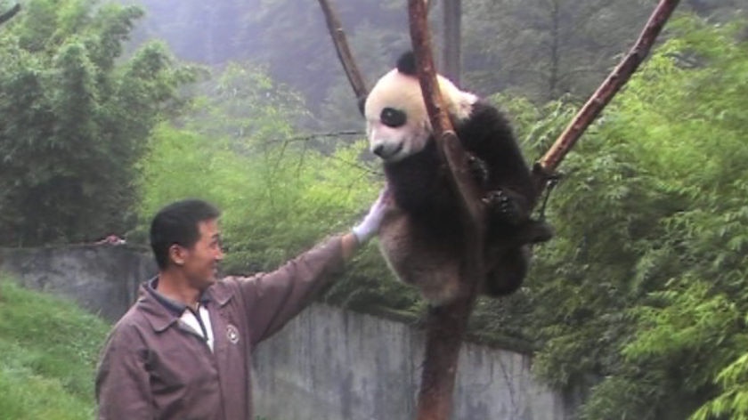 Wang Wang is one of two giant pandas which will be brought to Adelaide from China soon. (Adelaide Zoo)