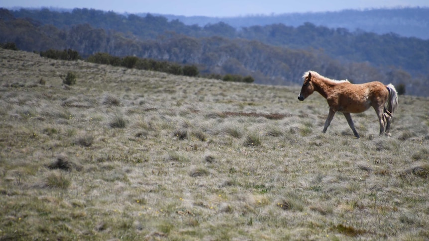 A young wild horse wanders in an open field in the northern Kosciuszko National Park