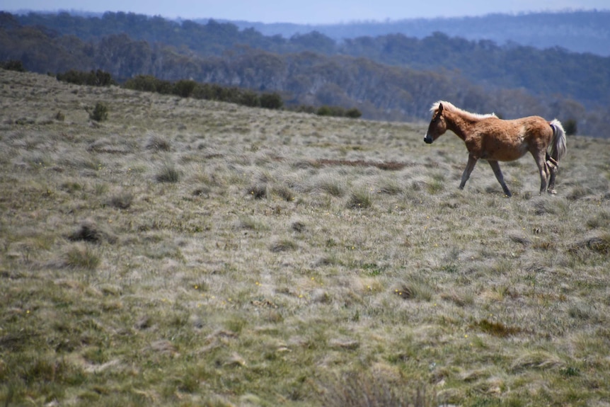 A young wild horse wanders in an open field in the northern Kosciuszko National Park