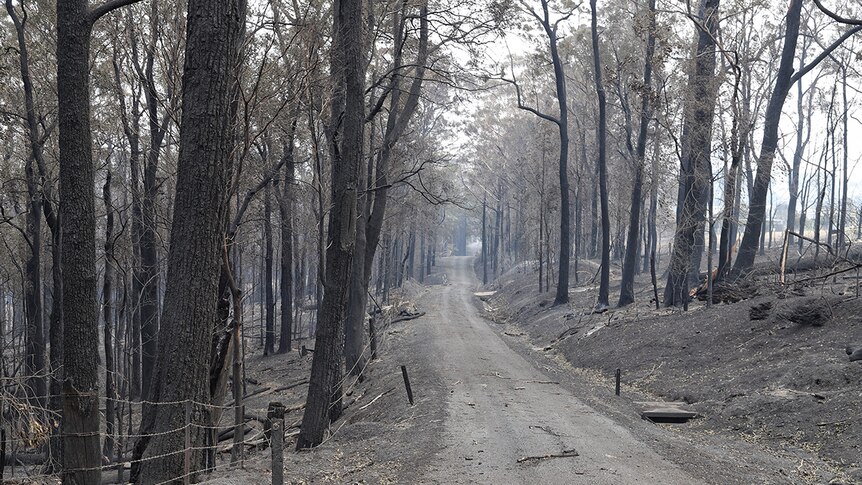 Burnt trees lining the side of country road.
