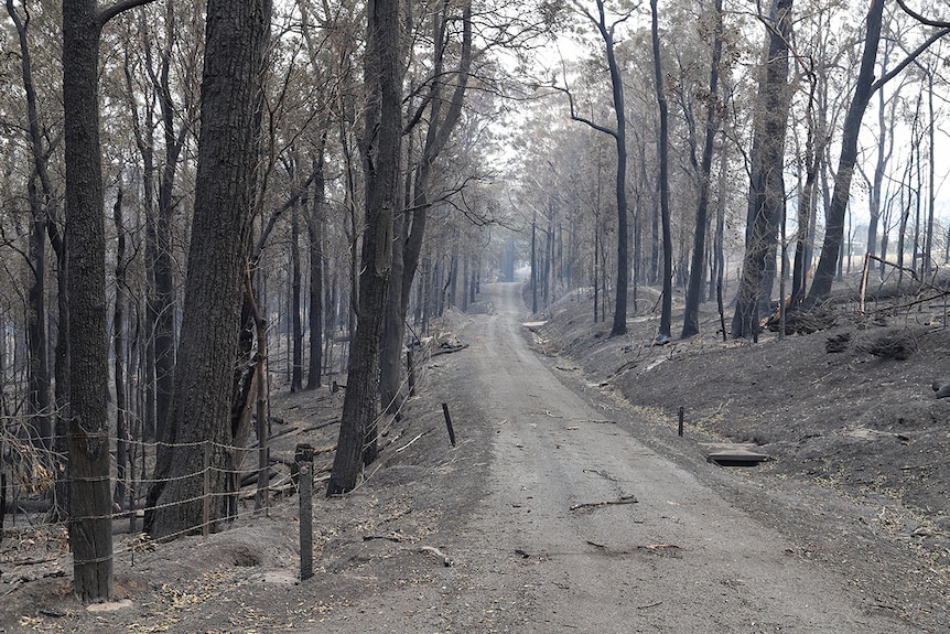 Burnt trees lining the side of country road.