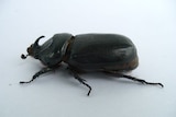 A close up of a coconut rhinoceros beetle.