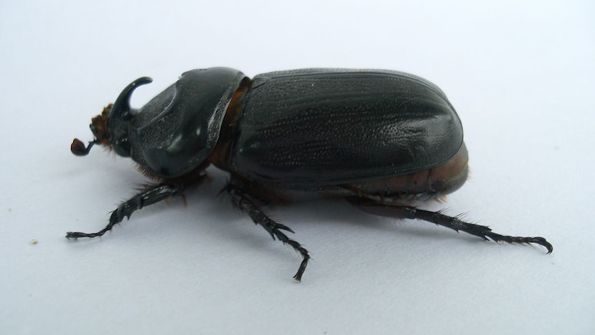 A close up of a Coconut Rhinoceros Beetle.