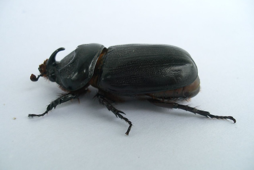 A close up of a Coconut Rhinoceros Beetle.