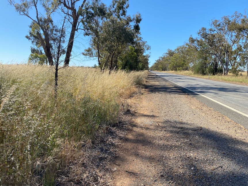 High grass on the side of the road.