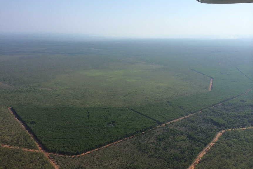 An aerial view of a large forestry plantation.