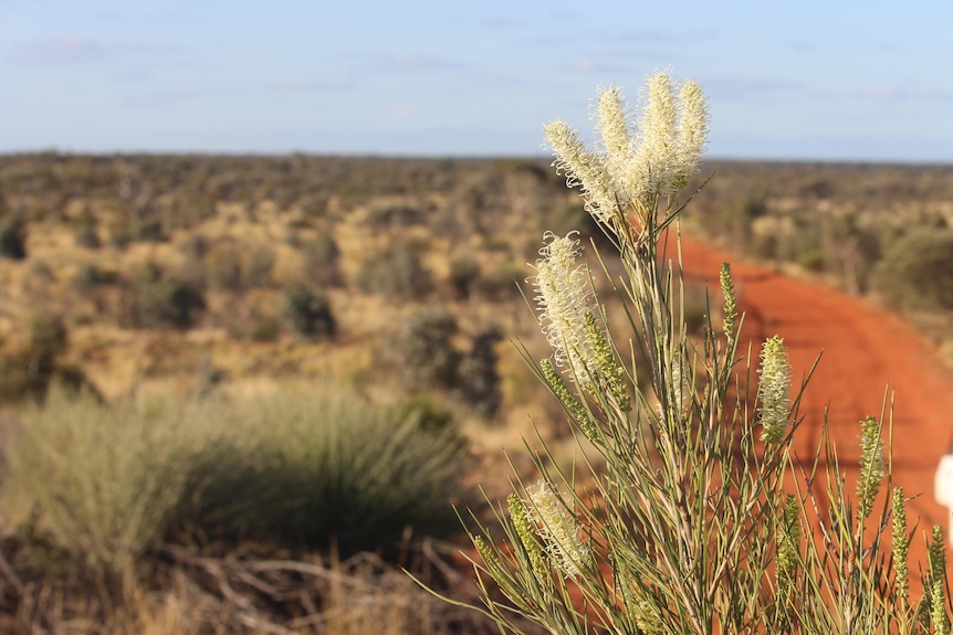 A white desert flower, a red road is pictured behind