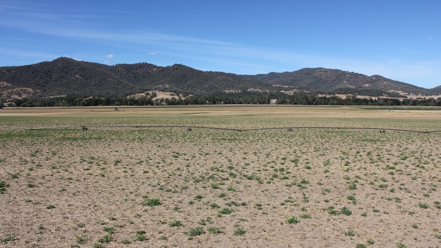 A paddock with a line of irrigation pipes running across it,  hills in the background