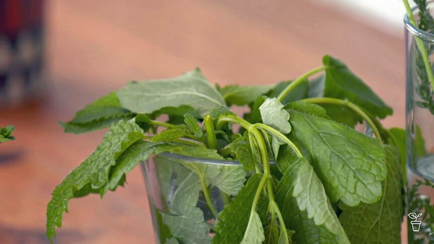 Mint leaves in a glass of water on a kitchen bench.