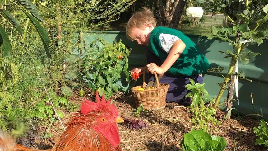 A child and his chicken enjoying time in the veggie patch.