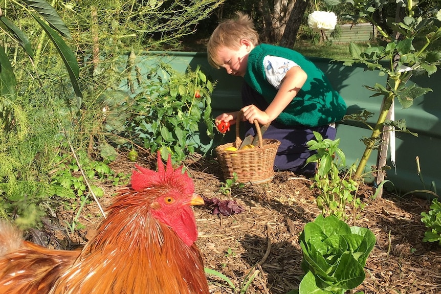A child and his chicken enjoying time in the veggie patch.