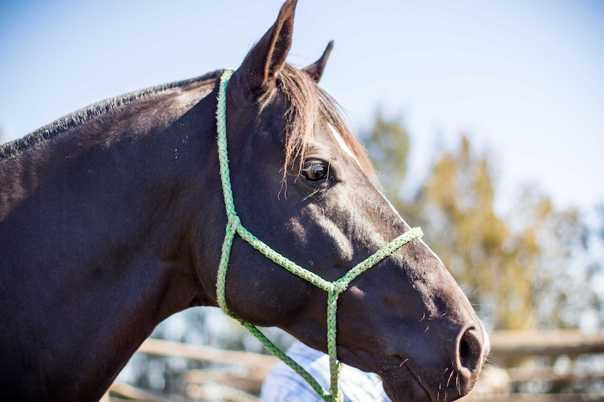 A horse stands next to a yard.