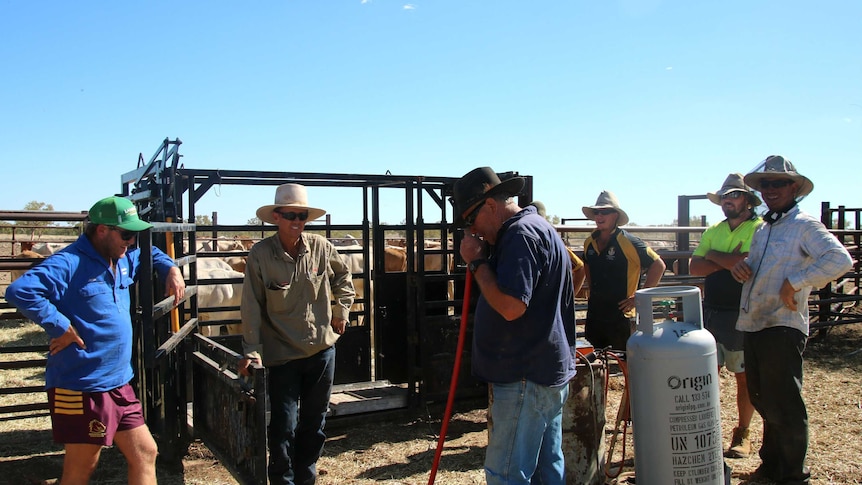 Six men stand next to cattle yards talking to one another