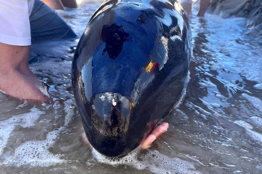 Gros plan d'un baleineau sur la plage 