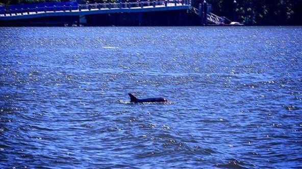 A dolphin in the Brisbane River in February 2018.