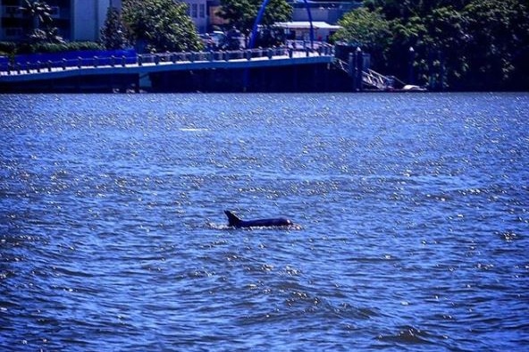 A dolphin in the Brisbane River in February 2018.