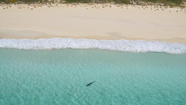 A shark swimming off Bunker Bay