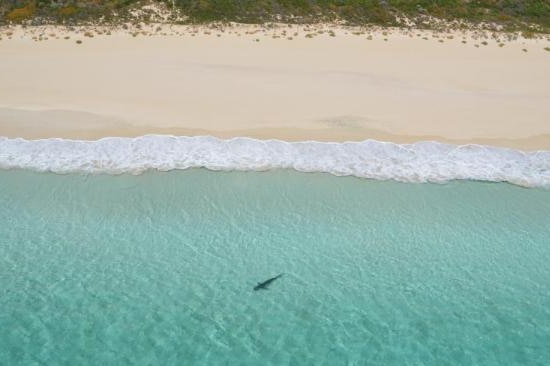 A shark swimming off Bunker Bay