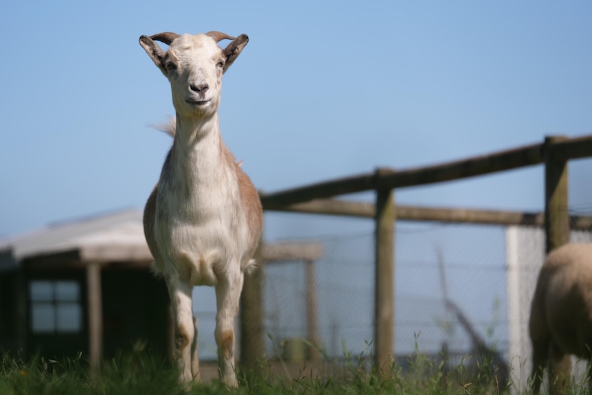 A goat standing in a paddock, with a holding pen and shed behind it