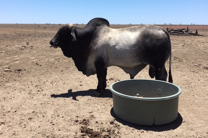 Brahman bull stands near a feed trough and dry conditions all around near Tambo