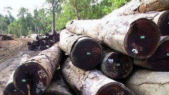 Logging in Solomon Islands