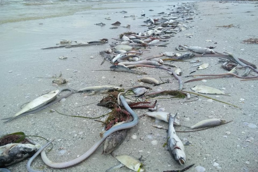 The Florida Red Tide that has been around for nine months has killed thousands of marine animals.