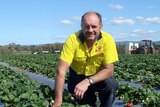 Grower Ray Daniels in the field with his ruby gem strawberries.