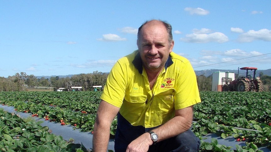 Grower Ray Daniels in the field with his ruby gem strawberries.