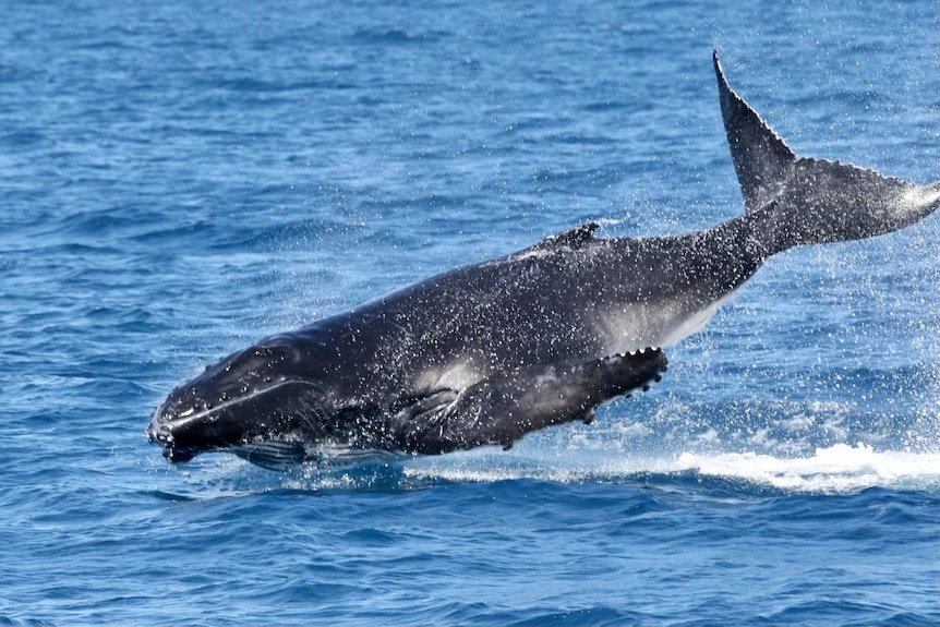 Humpback whale calf diving into blue water in Hervey Bay