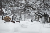 Snow-covered branches stretch out over a person walking down a street piled with snow.