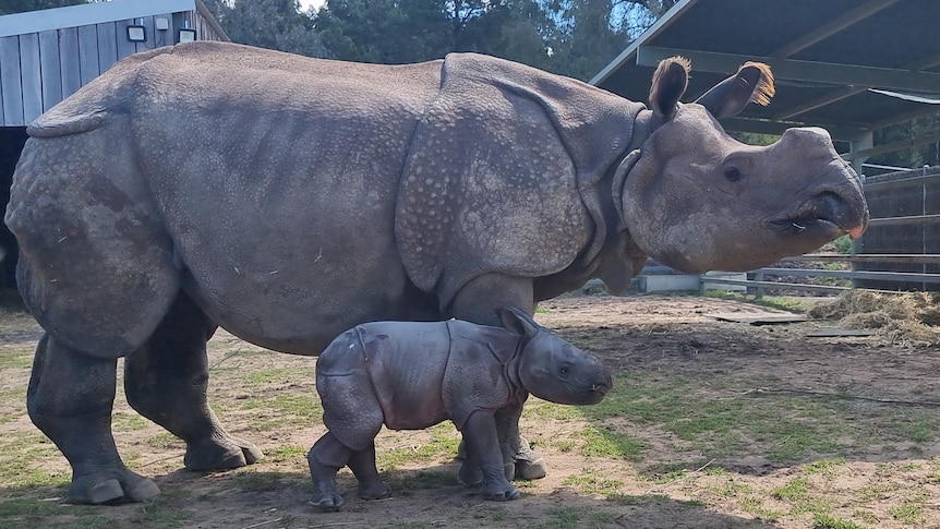 A big light grey rhino stands over her small calf