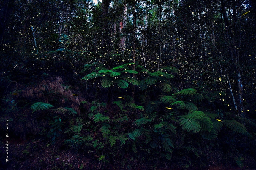 Fireflies light up the night at Austinville on the Gold Coast