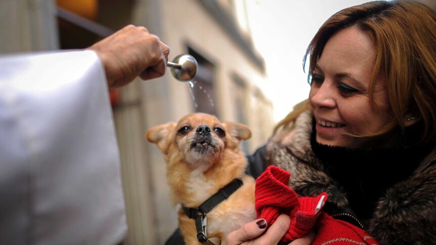 A dog is blessed by a priest in Spain on Saint Anthony's Day.