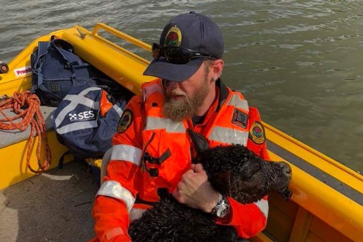 An SES volunteer cradles the head of a distressed cow.