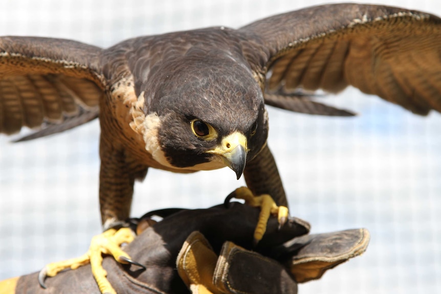 Spitfire the Peregrine falcon