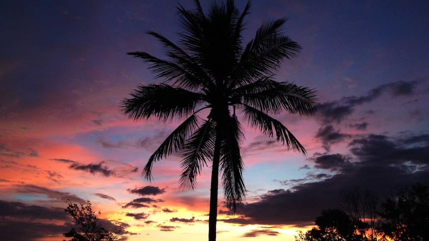 A rainbow sunset behind a palm tree.