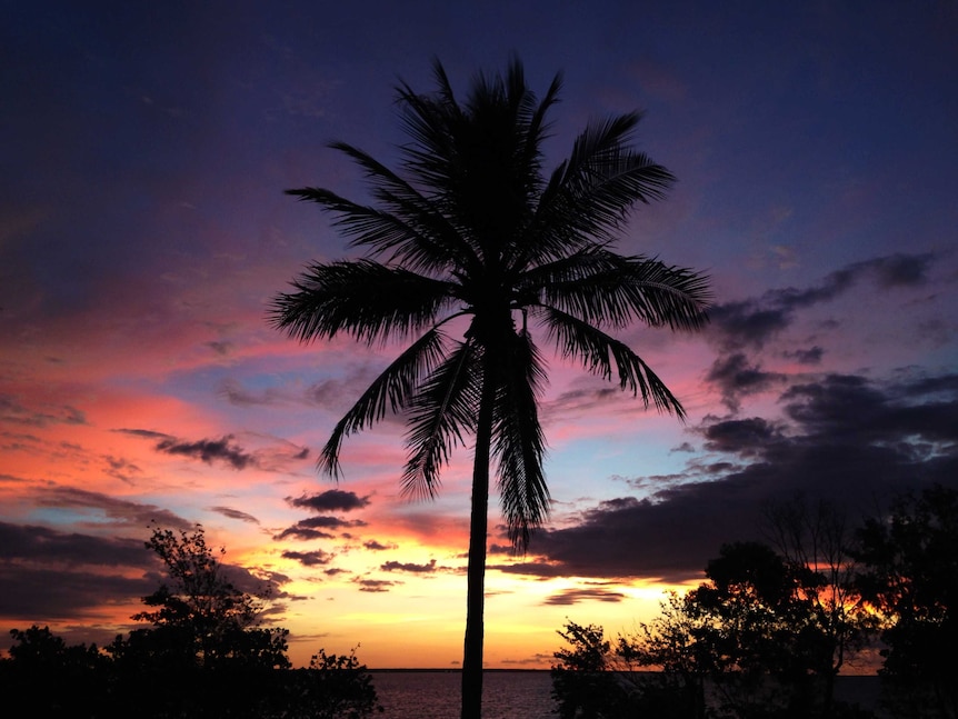 A rainbow sunset behind a palm tree.