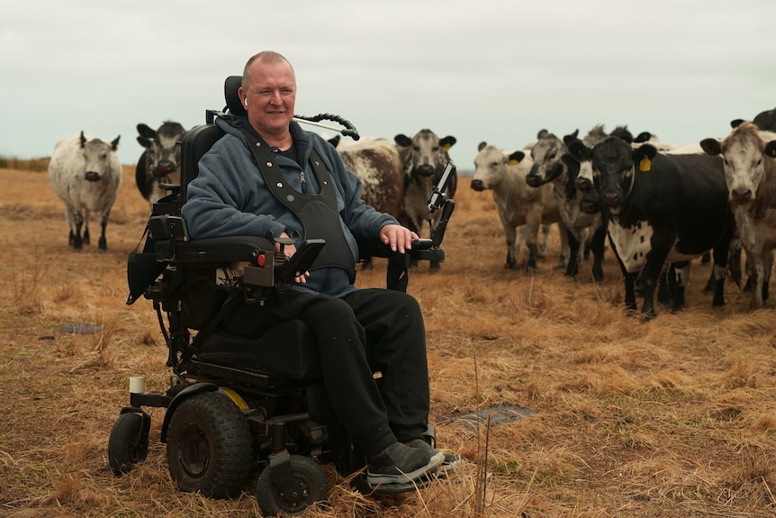 man in a wheelchair in front of cattle