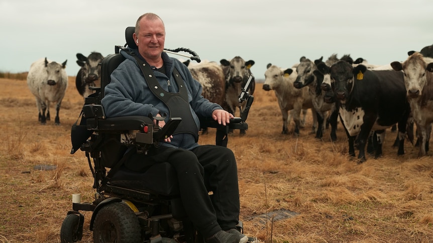 man in a wheelchair in front of cattle
