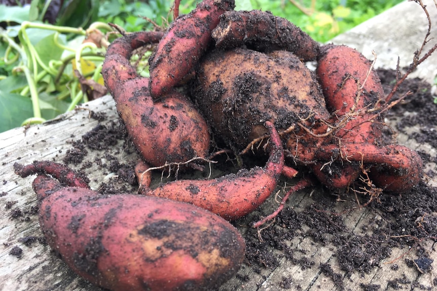 Sustainable potato