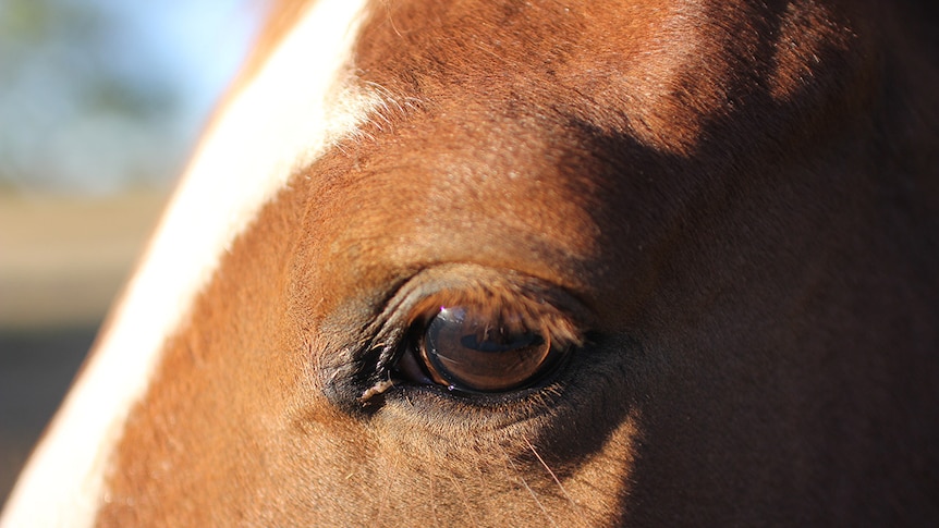 Detail photograph of a horse's eye, close up, seen from the side.